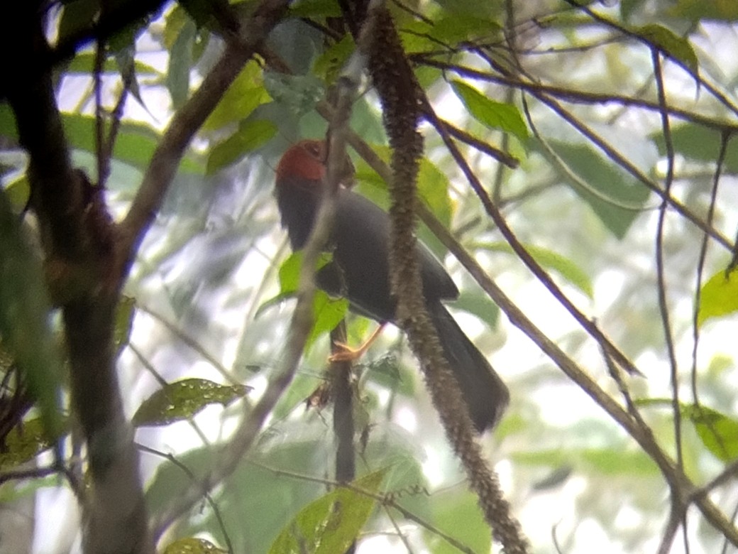 Chestnut-hooded Laughingthrush - ML646629815