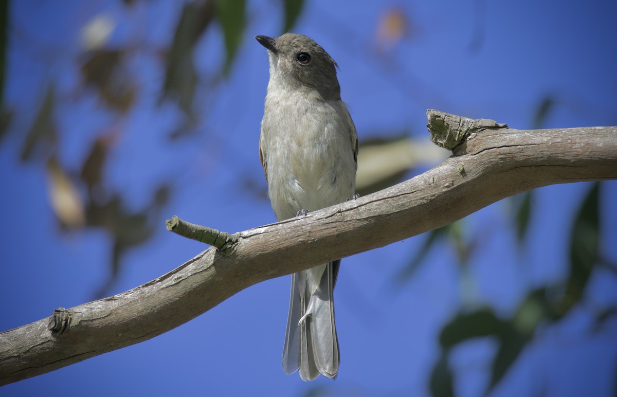 Golden Whistler - ML646629818