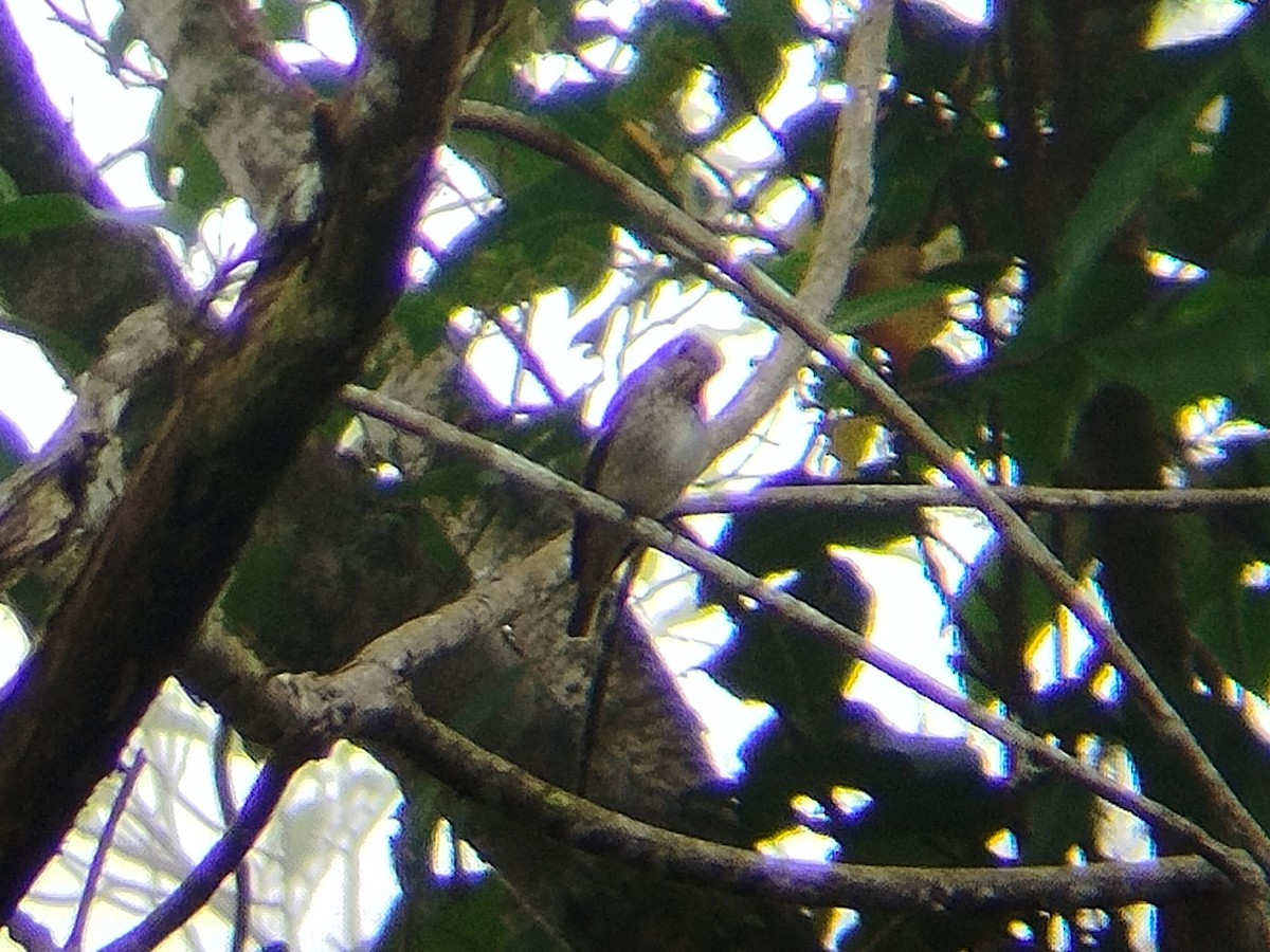 Dark-sided Flycatcher - ML646629819