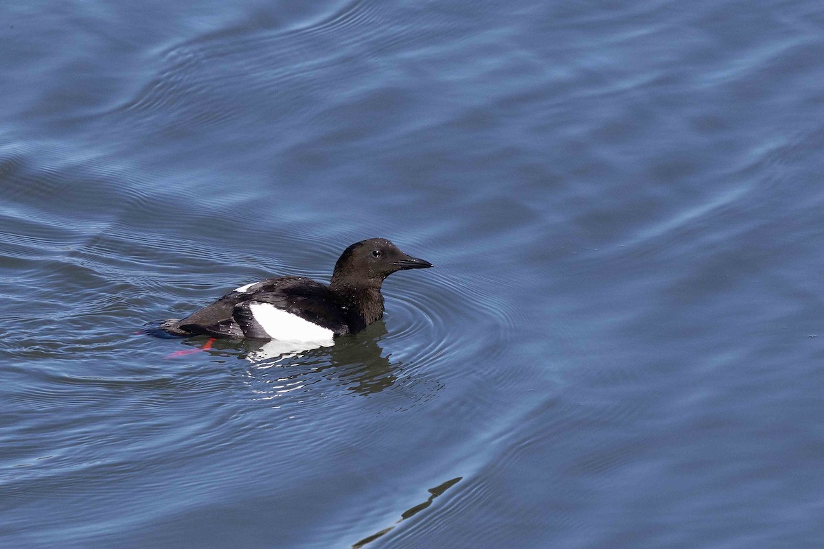 ハジロウミバト - ML646629823