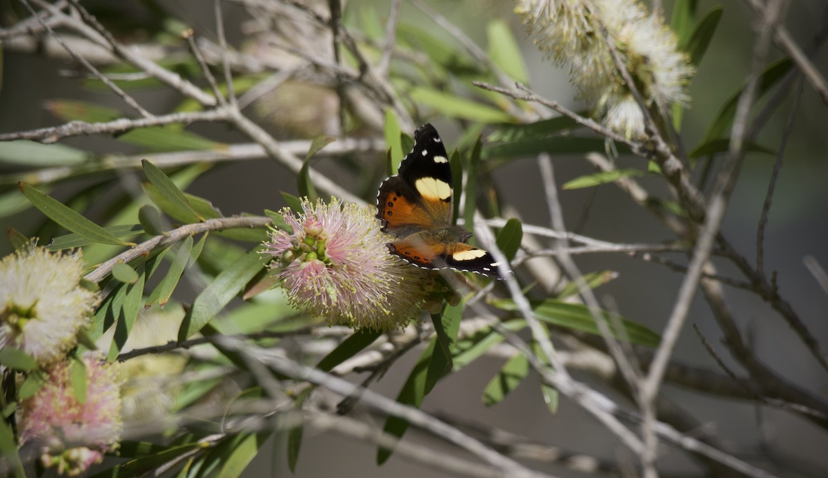 Yellow Admiral - ML646629829