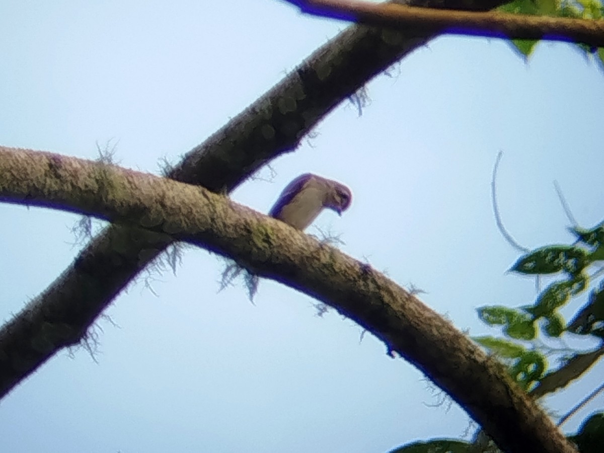Asian Brown Flycatcher - ML646629841