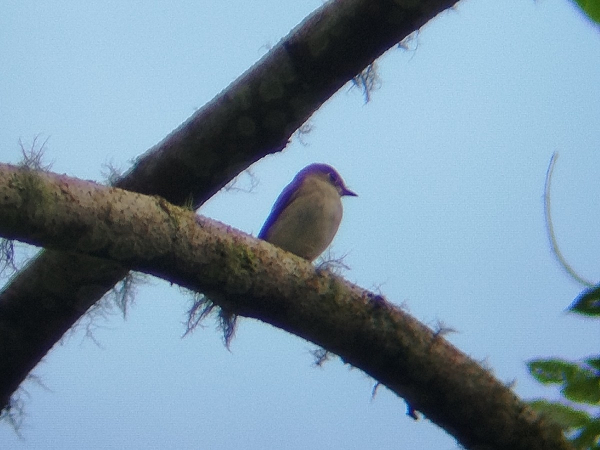 Asian Brown Flycatcher - ML646629842