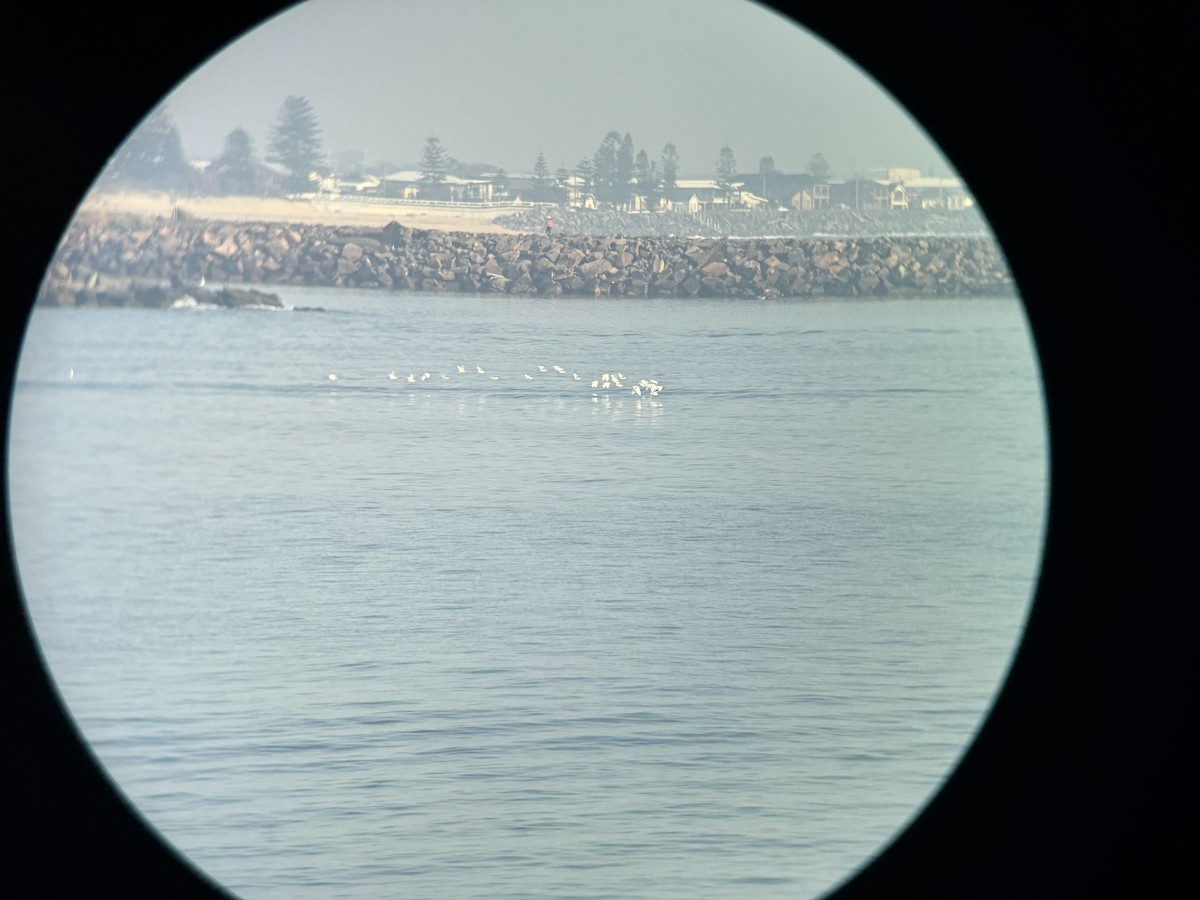 volavka dobytčí - ML646629851