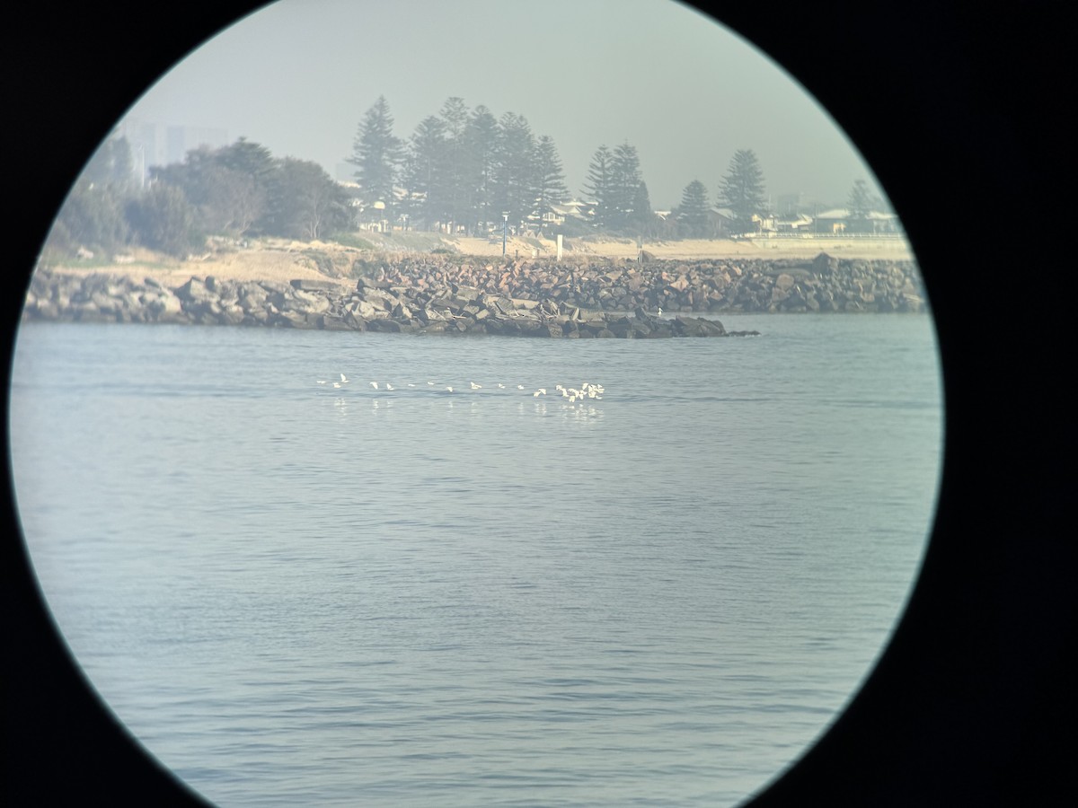 volavka dobytčí - ML646629852