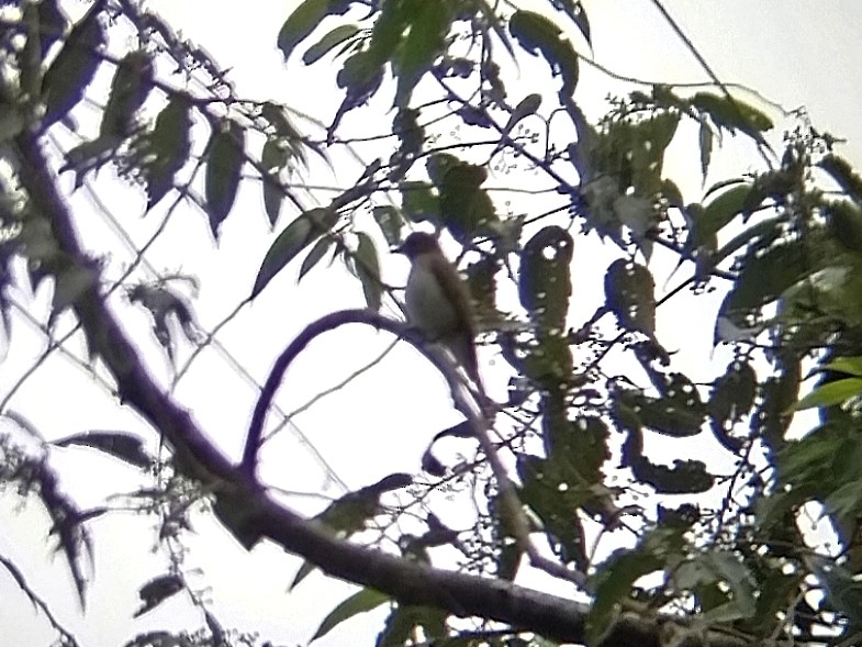 Blue-and-white Flycatcher - ML646629857