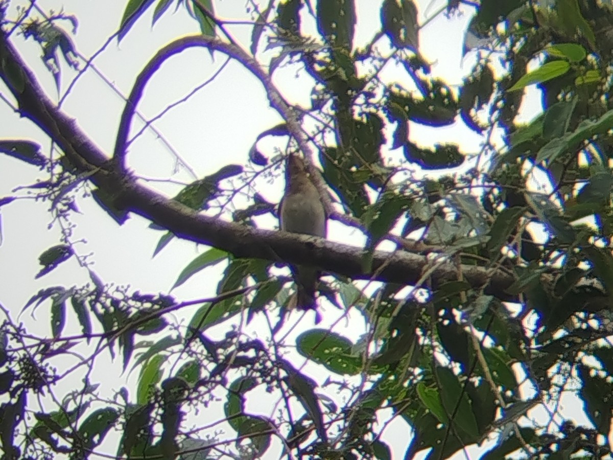 Blue-and-white Flycatcher - ML646629859