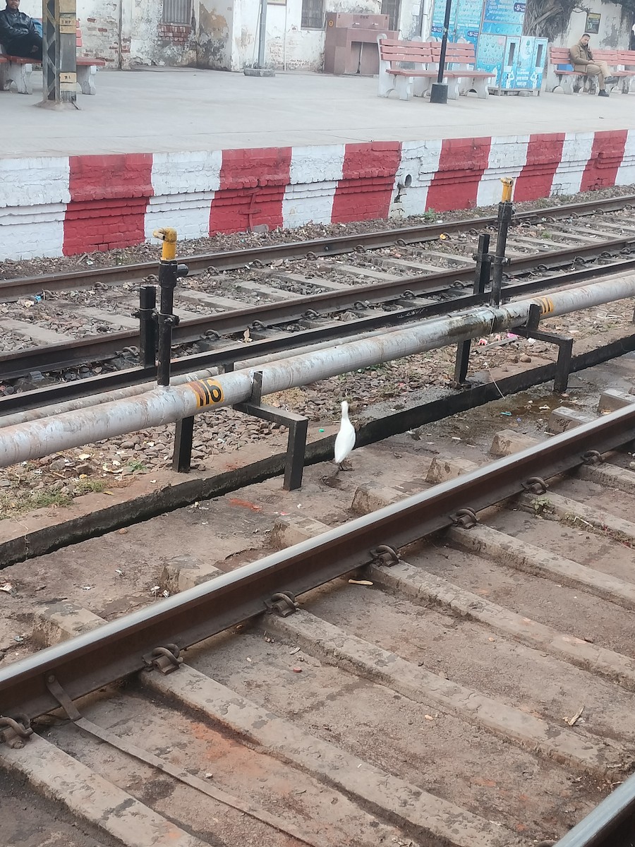 Eastern Cattle-Egret - ML646629866