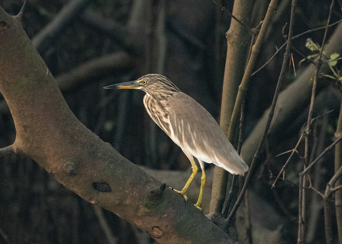 Indian Pond-Heron - ML646629867