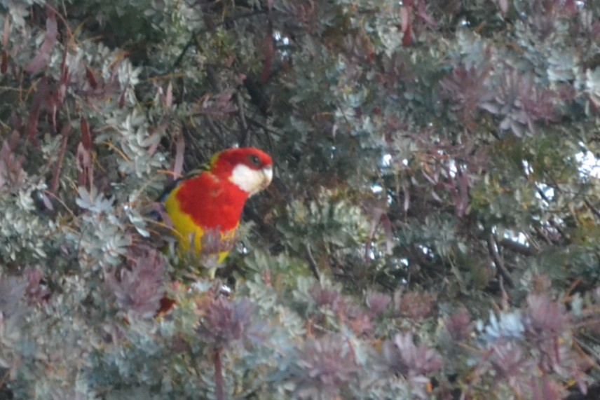Rosella orientale - ML646629868