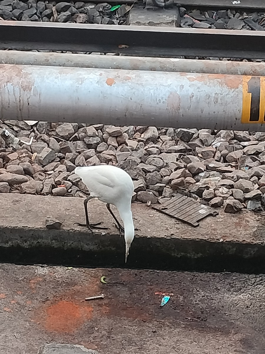 Eastern Cattle-Egret - ML646629869
