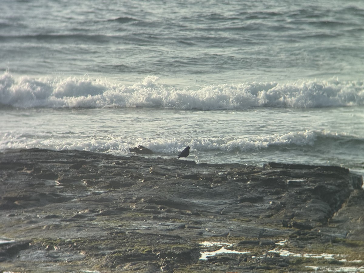 ústřičník australský - ML646629870