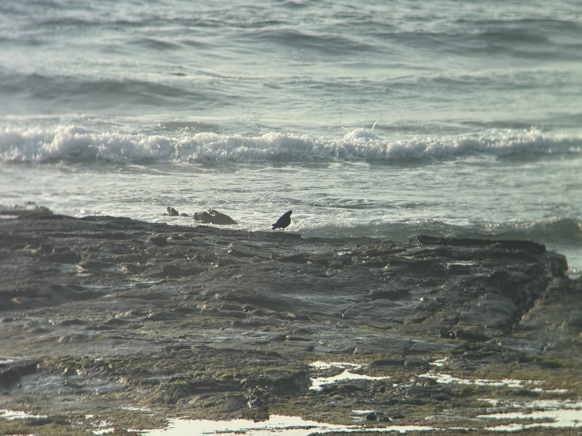 ústřičník australský - ML646629871