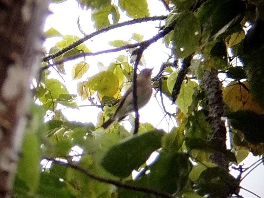 Blue-and-white Flycatcher - ML646629875