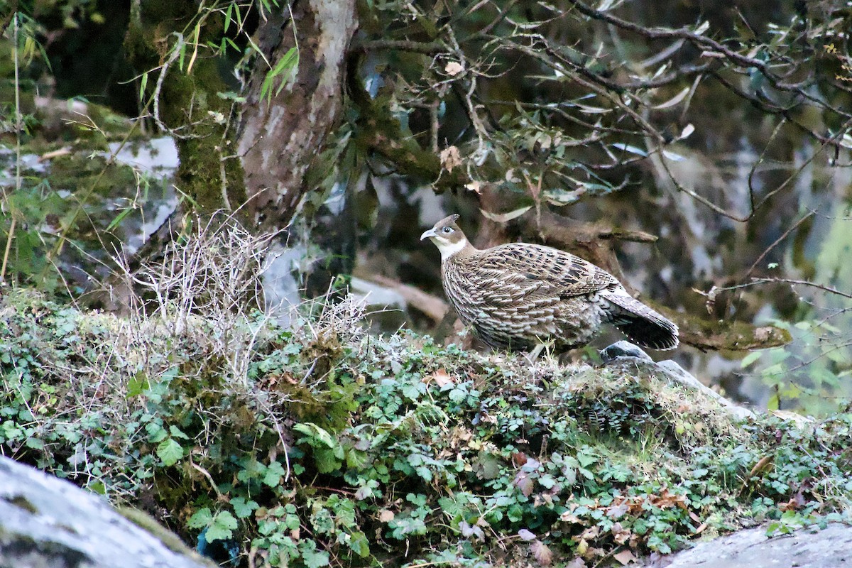 Himalaya Monalı - ML646629878