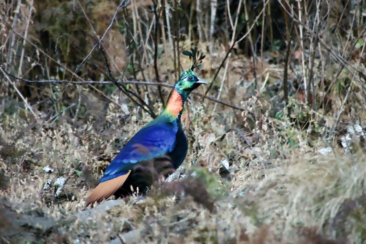 Himalaya Monalı - ML646629879