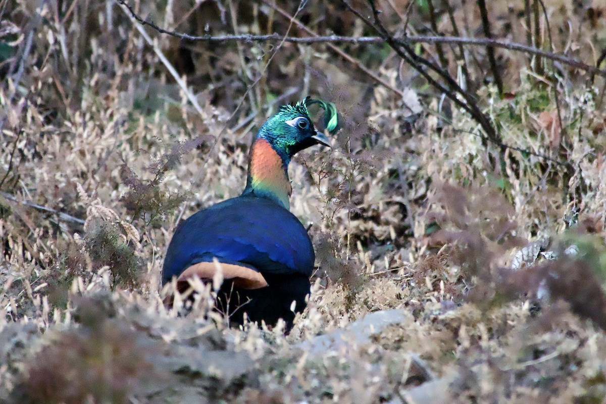 Himalaya Monalı - ML646629880