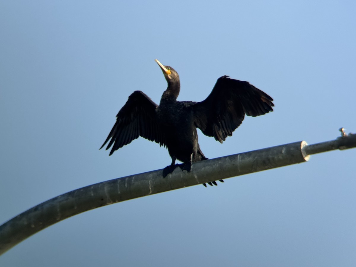 Great Cormorant - ML646629881