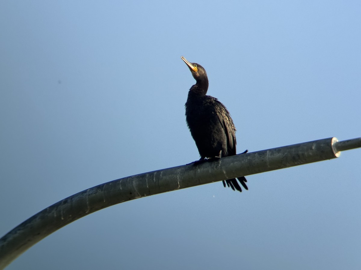 Great Cormorant - ML646629882