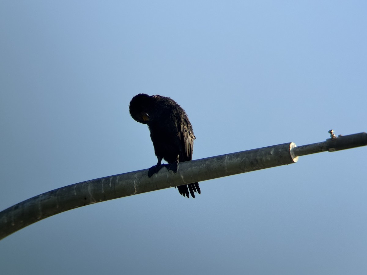 Great Cormorant - ML646629883