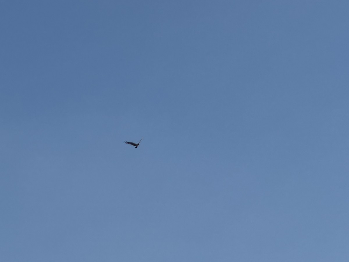 orlovec říční - ML646629891