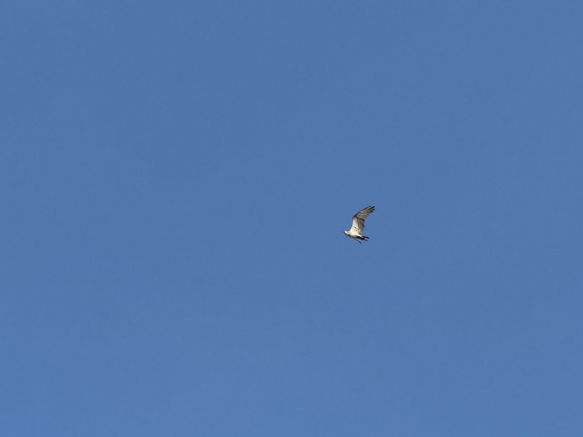 orlovec říční - ML646629892