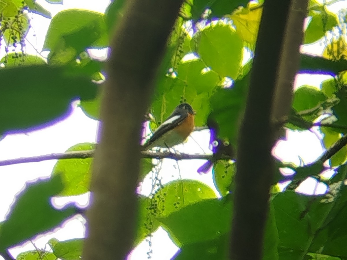 Pigliamosche mugimaki - ML646629893