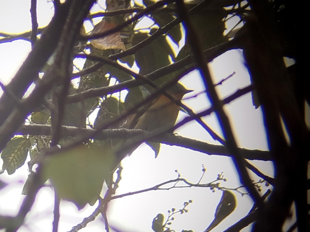 Pigliamosche mugimaki - ML646629894