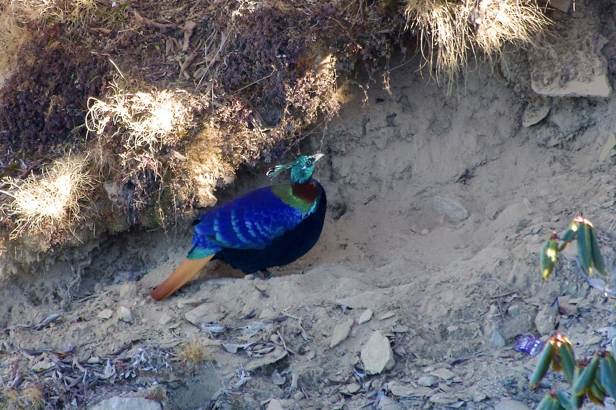 Himalaya Monalı - ML646629896