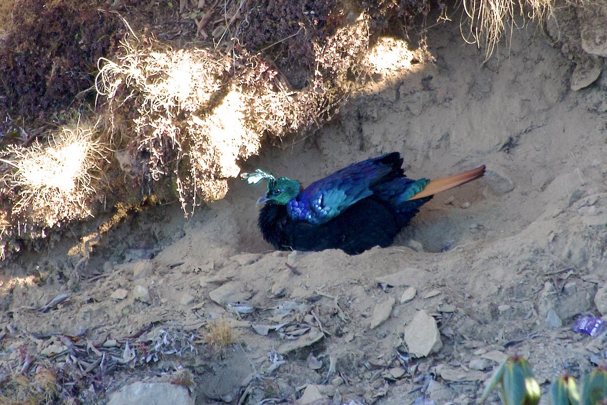 Himalaya Monalı - ML646629897