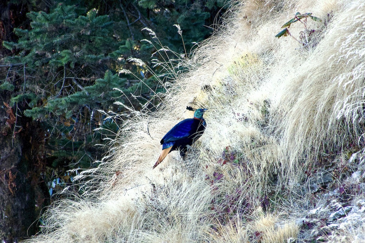 Himalaya Monalı - ML646629898