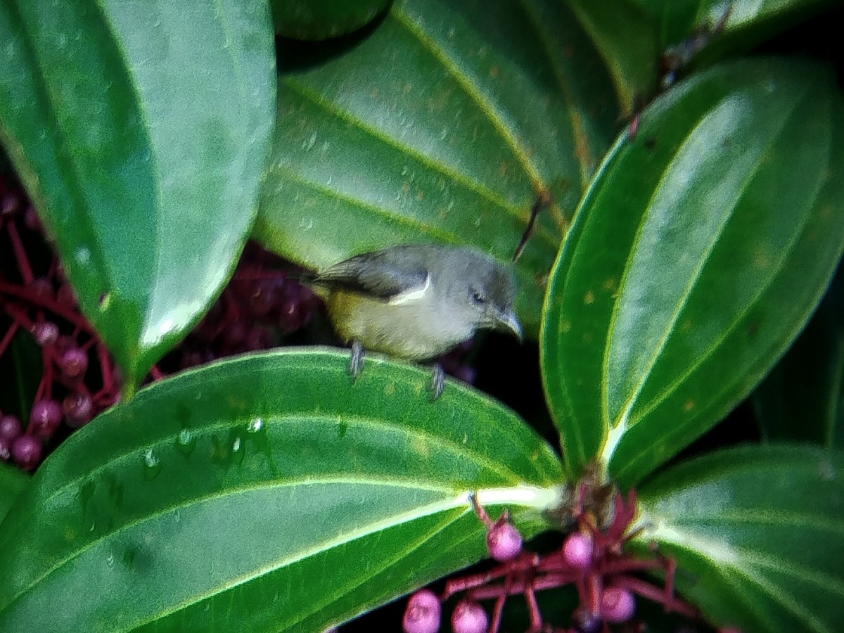 Black-sided Flowerpecker - ML646629901