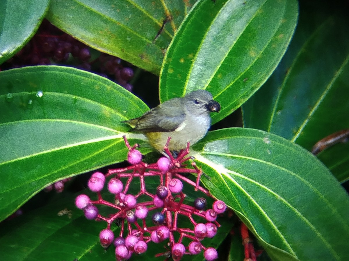 Black-sided Flowerpecker - ML646629902