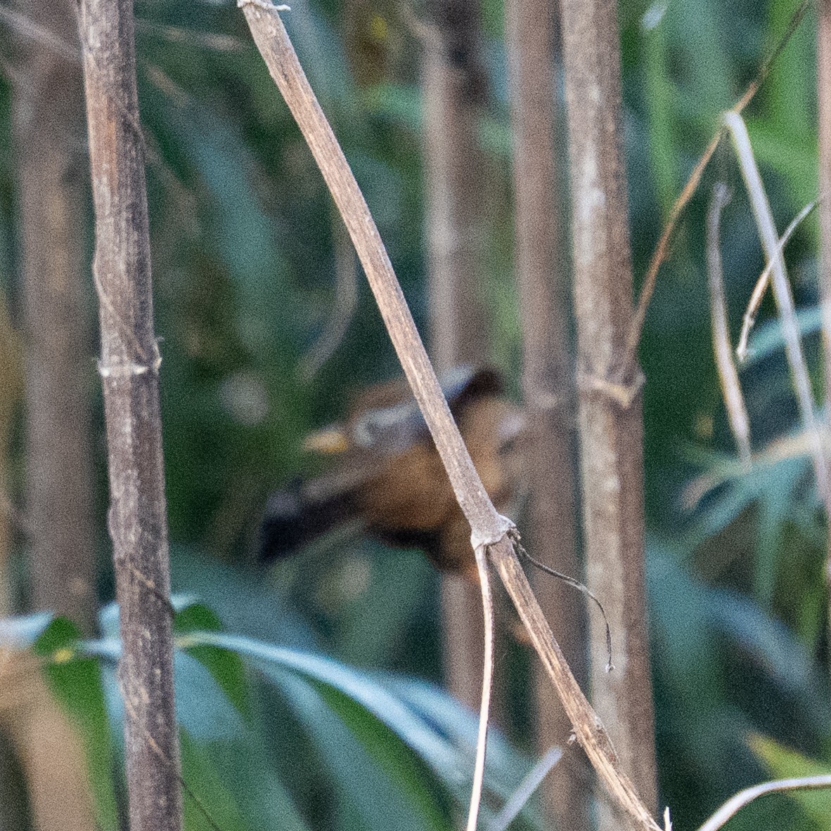 Гуамея світлоока - ML646629903