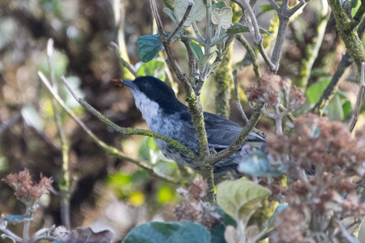 Плюшівник чорний - ML646629908