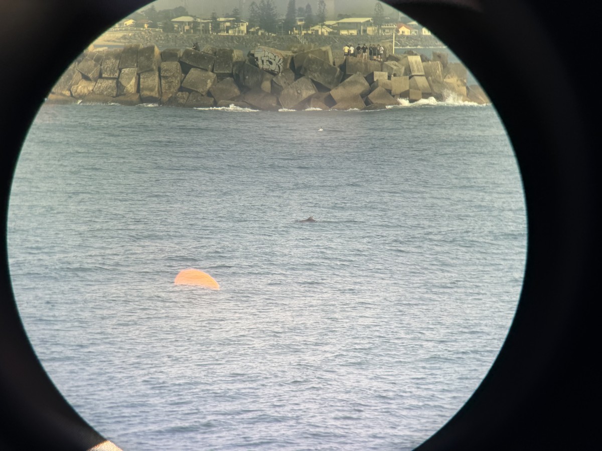 Animals - ML646629912