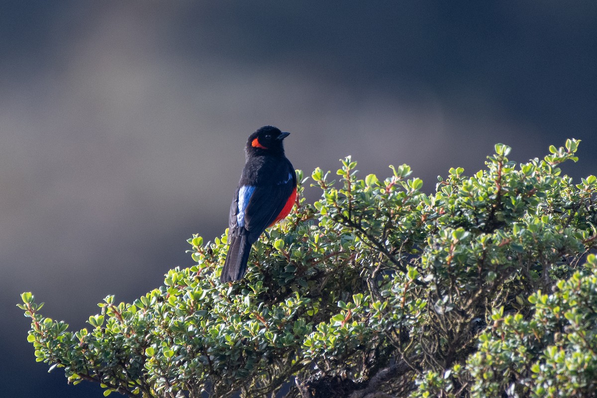 Андагра червонощока - ML646629916