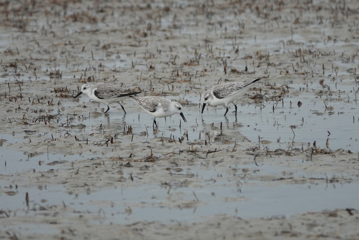 Sanderling - ML646629920