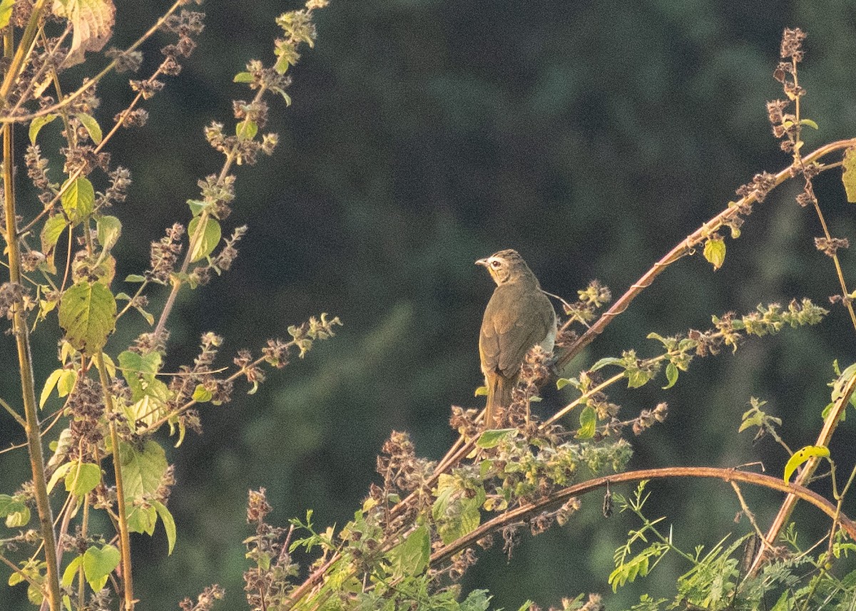 Bulbul à sourcils blancs - ML646629933