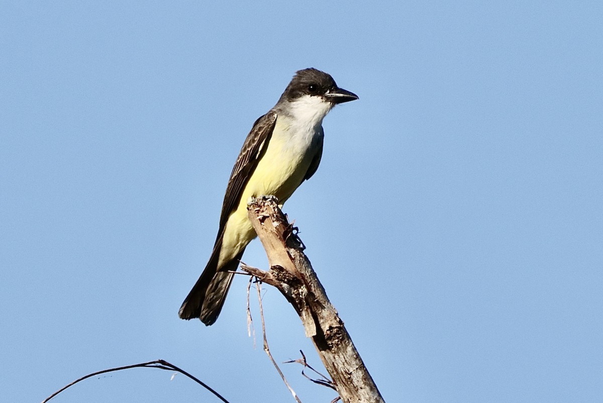 Thick-billed Kingbird - ML646629942