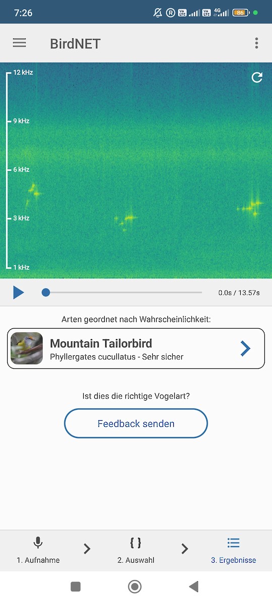 Mountain Tailorbird - ML646629947