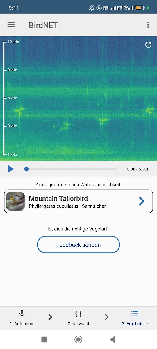 Mountain Tailorbird - ML646629948