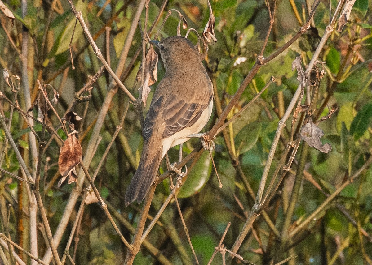 קנית אפריקנית - ML646629949