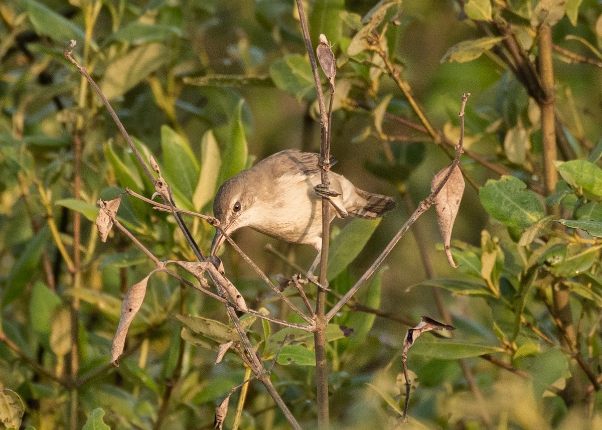 קנית אפריקנית - ML646629950