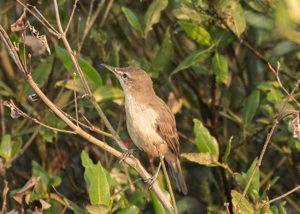 קנית אפריקנית - ML646629951