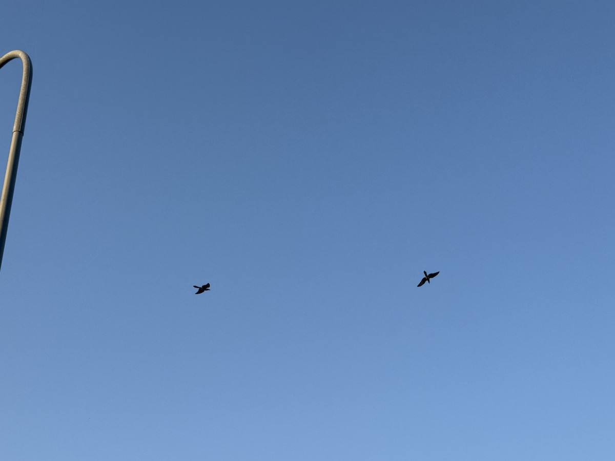 kukačka obrovská - ML646629956