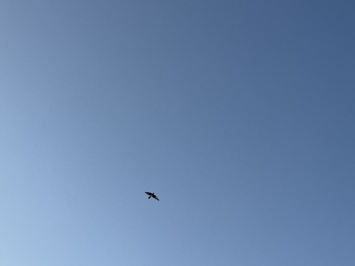 kukačka obrovská - ML646629957