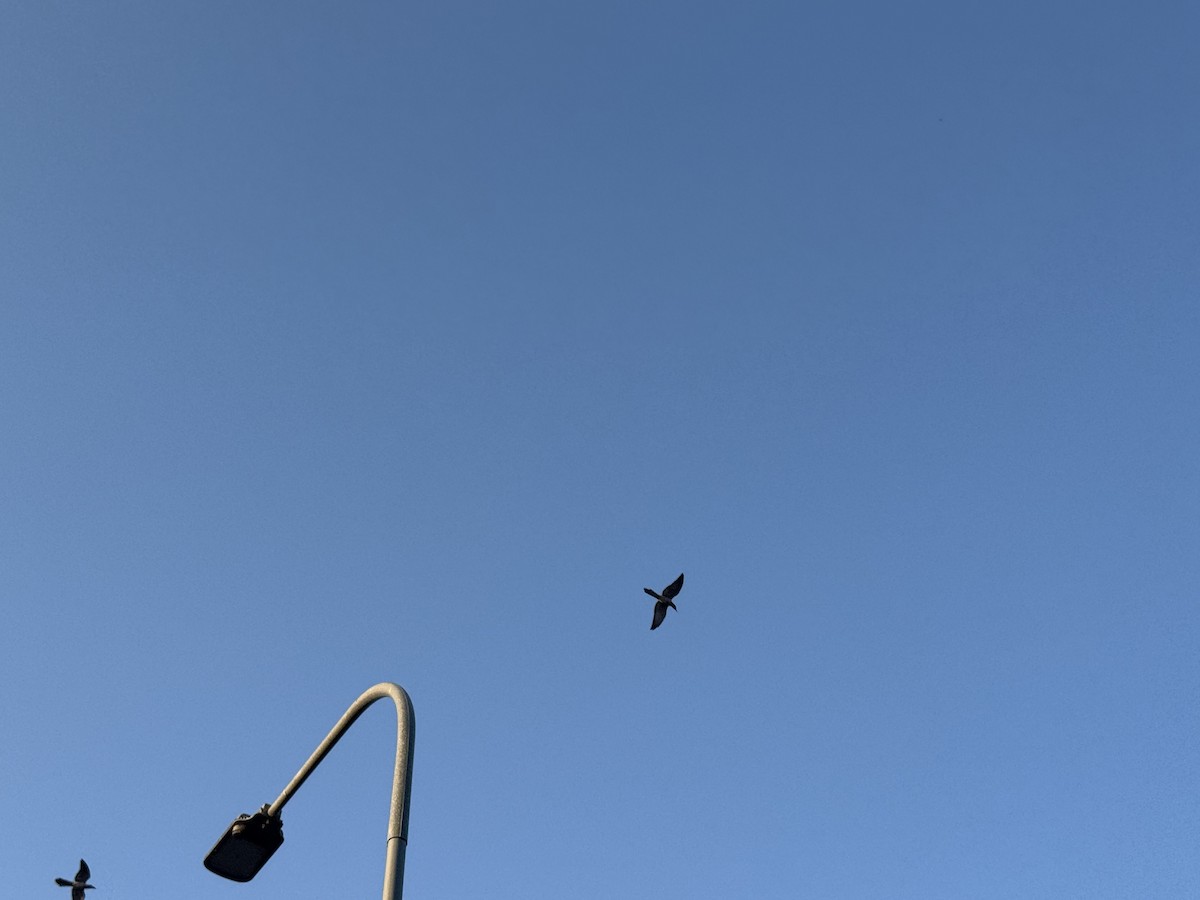 kukačka obrovská - ML646629958