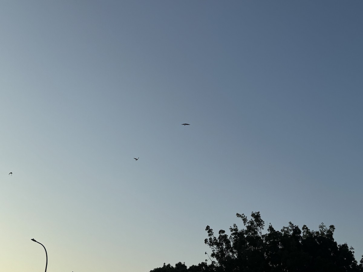 kukačka obrovská - ML646629959