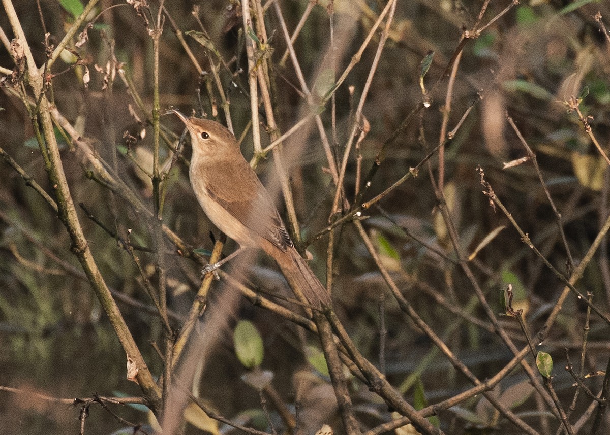 Rousserolle des buissons - ML646629961